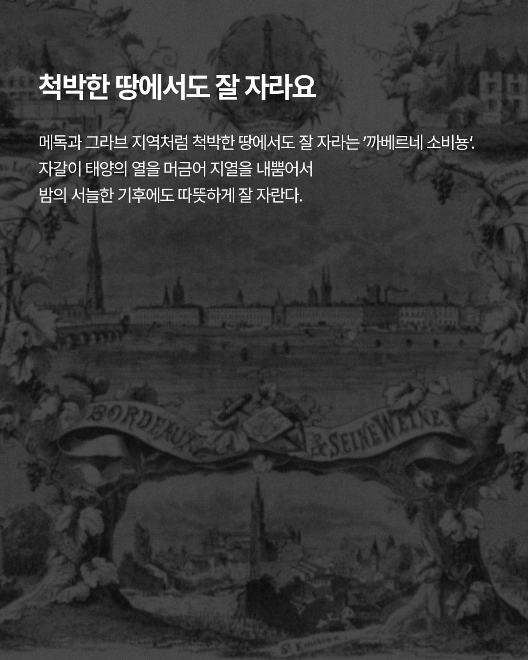 GS25 와인25플러스가 알려주는 와인 품종 이야기! 까베르네 소비뇽 vs 메를로🍷 이미지 5